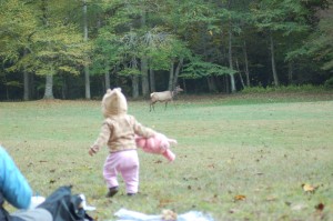 Wylie wants the elk