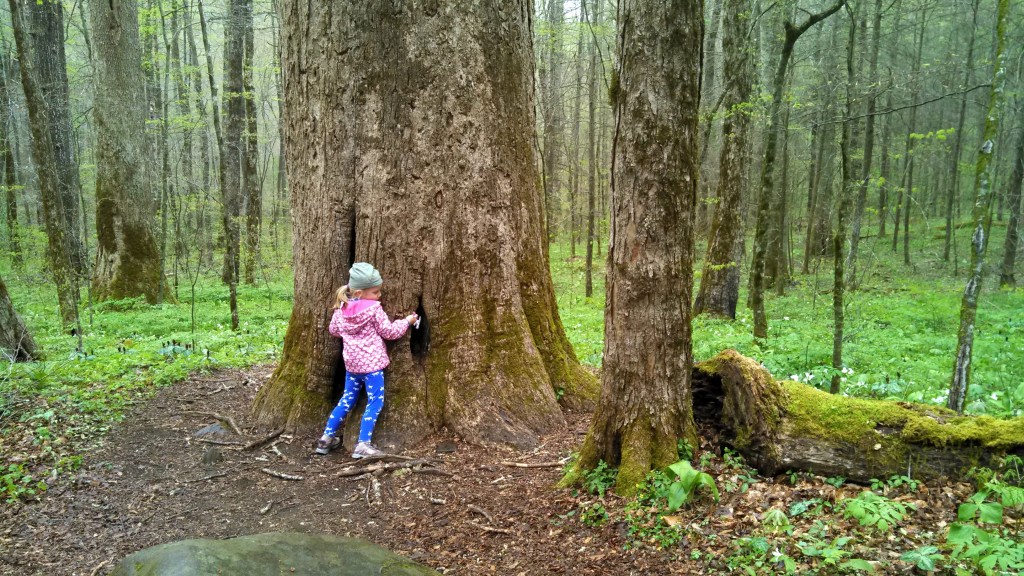 My 4 year-old, hugging a 300+ year-old tree in Joyce Kilmer Memorial Forest