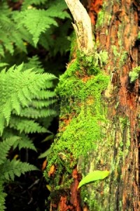 21373585-fern-with-moss-on-a-log-in-pisgah-national-forest