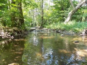 42589244-creek-in-forest