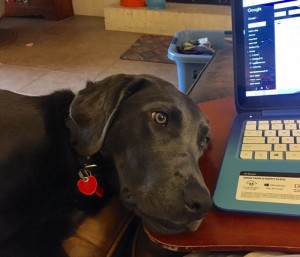 What my dog, Merlin, does when I try to grade papers.