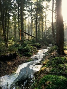 Canva - Landscape Photography of Forest